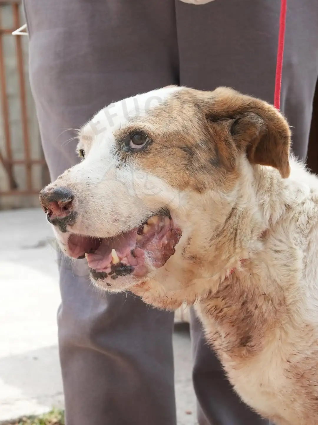 Luke antes do resgate