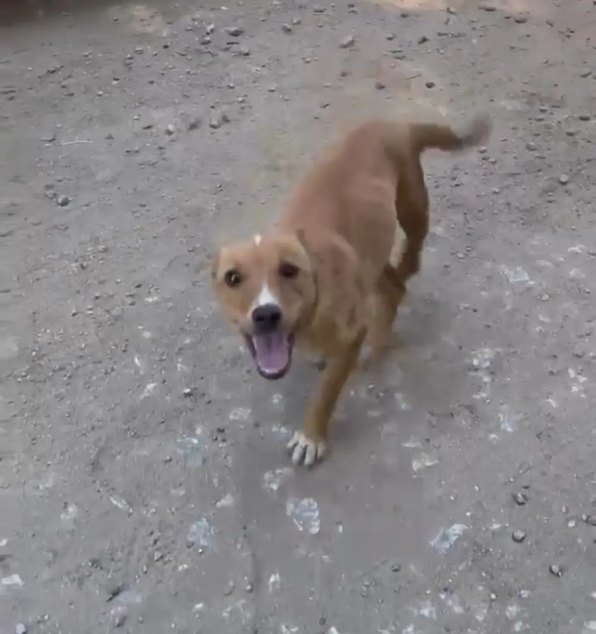 Luna antes do resgate