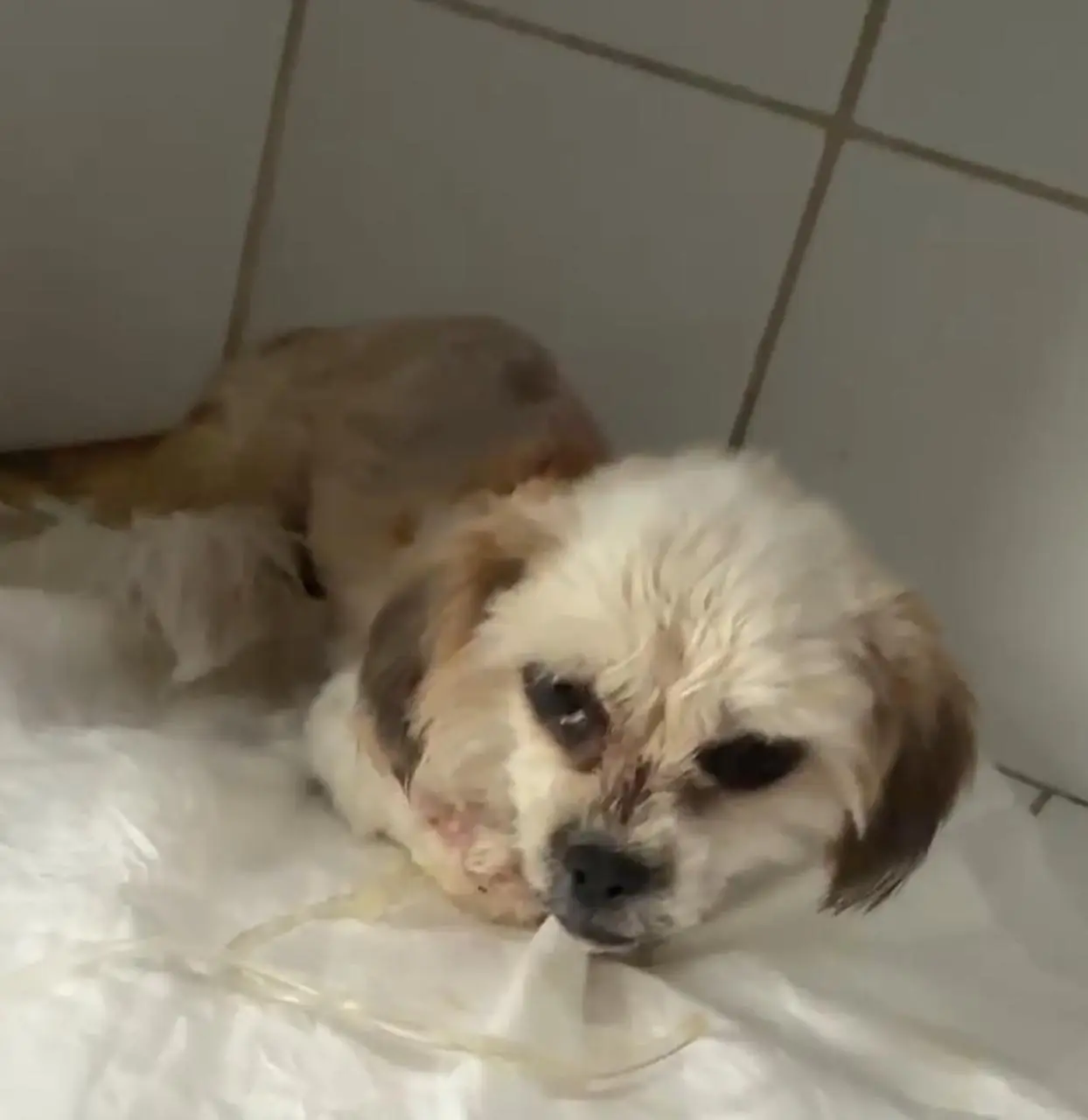 Mel depois do resgate