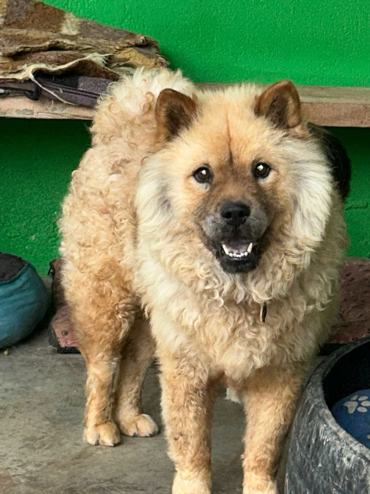 Simba depois do resgate